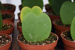 Sweetheart Plant (Hoya kerrii) at Golden Acre Home & Garden