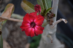 Double Waterfall Desert Rose (Adenium obesum 'Double Waterfall') at Lakeshore Garden Centres