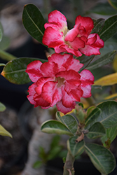 Double Moons Desert Rose (Adenium obesum 'Double Moons') at Lakeshore Garden Centres