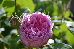 Comte de Chambord Rose (Rosa 'Comte de Chambord') at Lakeshore Garden Centres