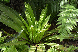 Living Lace Victoria Japanese Bird's Nest Fern (Asplenium antiquum 'Victoria') at Golden Acre Home & Garden