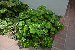 Variegated Leopard Plant (Farfugium japonicum 'Aureomaculatum') at Lakeshore Garden Centres