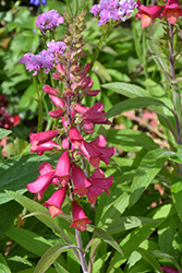 Illumination Raspberry Tender Foxglove (Digiplexis 'Tmdg1204') at Lakeshore Garden Centres