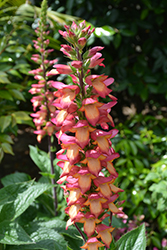 Illumination Flame Tender Foxglove (Digiplexis 'Flame') at Lakeshore Garden Centres