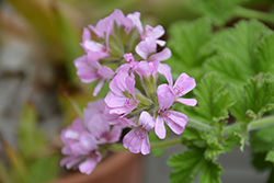 Attar Of Roses Scented Geranium (Pelargonium 'Attar Of Roses') at Lakeshore Garden Centres