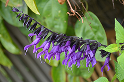 Purple & Bloom Sage (Salvia guaranitica 'Purple & Bloom') at Lakeshore Garden Centres