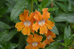 Southern Bush Monkey Flower (Mimulus longiflorus) at Lakeshore Garden Centres