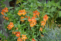 Southern Bush Monkey Flower (Mimulus longiflorus) at Lakeshore Garden Centres