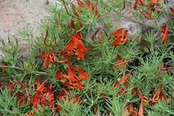 Parrots Beak (Lotus berthelotii) at Lakeshore Garden Centres
