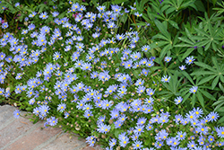 Blue Daisy (Felicia amelloides) at Golden Acre Home & Garden