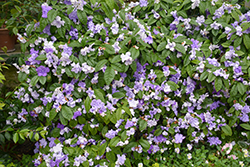 Yesterday Today And Tomorrow (Brunfelsia pauciflora 'Macrantha') at Lakeshore Garden Centres