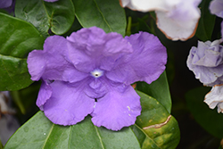 Yesterday Today And Tomorrow (Brunfelsia pauciflora 'Macrantha') at Lakeshore Garden Centres