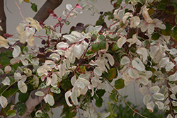 Red-leaved Snow Bush (Breynia disticha 'Roseopicta') at Lakeshore Garden Centres