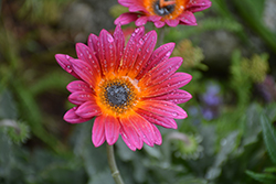Pink Sugar African Daisy (Arctotis 'Pink Sugar') at Lakeshore Garden Centres