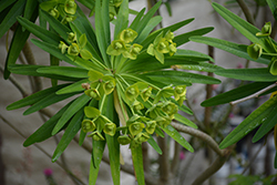 Tree Euphorbia (Euphorbia lambii) at Lakeshore Garden Centres