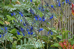 Blue Enigma Sage (Salvia guaranitica 'Blue Enigma') at Lakeshore Garden Centres