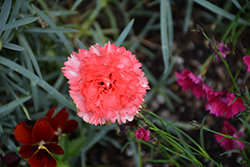 Odessa Orange Bling Bling Carnation (Dianthus caryophyllus 'HILORBLI') at Lakeshore Garden Centres