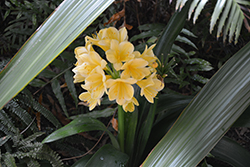 Belgian Hybrid Yellow Clivia (Clivia x miniata 'Belgian Hybrid Yellow') at Lakeshore Garden Centres