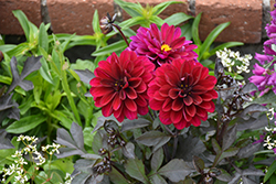 City Lights Purple Dahlia (Dahlia 'KLEDH18119') at Lakeshore Garden Centres