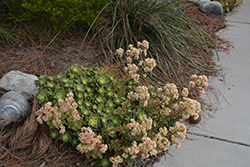 Kiwi Aeonium (Aeonium 'Kiwi') at Lakeshore Garden Centres