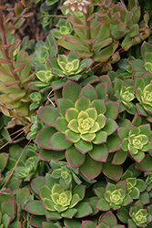 Kiwi Aeonium (Aeonium 'Kiwi') at Lakeshore Garden Centres