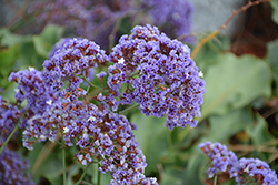Perez's Sea Lavender (Limonium perezii) at Lakeshore Garden Centres