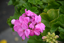 Calliope Lavender Geranium (Pelargonium 'Calliope Lavender') at Lakeshore Garden Centres