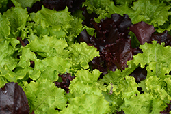 Gourmet Salad Blend Lettuce (Lactuca sativa var. crispa 'Gourmet Salad Blend') at A Very Successful Garden Center