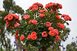Sunblaze Salmon Rose (Rosa 'Meishulo') at Lakeshore Garden Centres