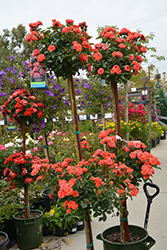 Sunblaze Salmon Rose Tree (Rosa 'Meishulo') at Lakeshore Garden Centres