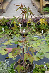 Scarlet Rose Mallow (Hibiscus coccineus) at Lakeshore Garden Centres