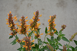 Kudos Gold Hyssop (Agastache 'Kudos Gold') at Lakeshore Garden Centres
