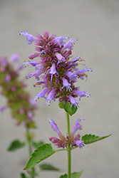 Kudos Silver Blue Hyssop (Agastache 'Kudos Silver Blue') at Lakeshore Garden Centres
