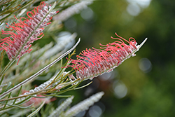 Kings Celebration Grevillea (Grevillea 'Kings Celebration') at Lakeshore Garden Centres