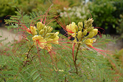 Bird of Paradise Shrub (Caesalpinia gilliesii) at Lakeshore Garden Centres
