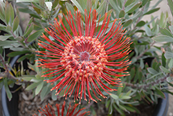Phil Parvin Pincushion (Leucospermum 'Phil Parvin') at Lakeshore Garden Centres