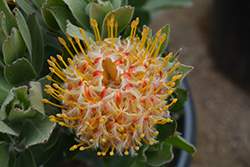 Veldfire Pincushion (Leucospermum 'Veldfire') at Lakeshore Garden Centres