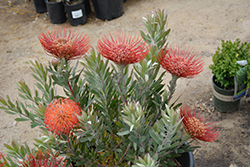 Phil Parvin Pincushion (Leucospermum 'Phil Parvin') at Lakeshore Garden Centres