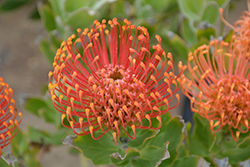 Sunrise Pincushion (Leucospermum 'Sunrise') at Lakeshore Garden Centres