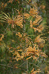 Molonglo Juniper Leaf Grevillea (Grevillea juniperina 'Molonglo') at Lakeshore Garden Centres