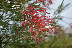 Ned Kelly Grevillea (Grevillea 'Ned Kelly') at Lakeshore Garden Centres