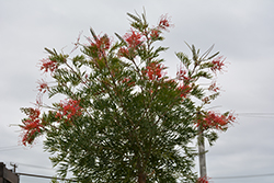 Ned Kelly Grevillea (Grevillea 'Ned Kelly') at Lakeshore Garden Centres