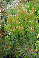 Safari Goldstrike Conebush (Leucadendron 'Safari Goldstrike') at Lakeshore Garden Centres