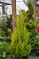 Lemon Yellow Cypress (Cupressus 'Lemon Yellow') at Lakeshore Garden Centres
