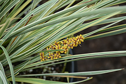 Platinum Beauty Variegated Mat Rush (Lomandra 'Roma 13') at Lakeshore Garden Centres