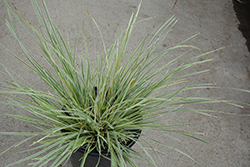 Platinum Beauty Variegated Mat Rush (Lomandra 'Roma 13') at Lakeshore Garden Centres