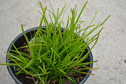 Shorty Mat Rush (Lomandra confertifolia 'PomPom') at Lakeshore Garden Centres