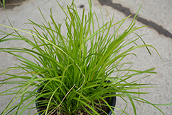 Del Sol Mat Rush (Lomandra confertifolia 'LOLTCS08') at Lakeshore Garden Centres