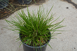 Finescape Mat Rush (Lomandra confertifolia 'Finescape') at Lakeshore Garden Centres