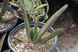 Giant Gasteria (Gasteria acinacifolia) at Lakeshore Garden Centres